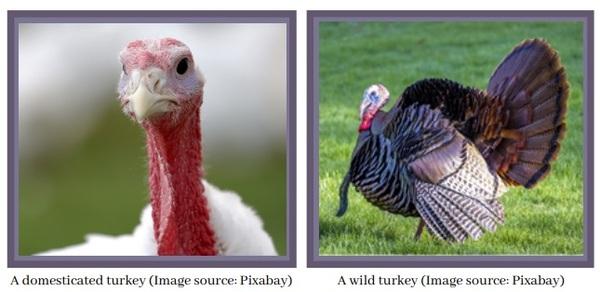 The Turkey: An American Tradition - Image 2