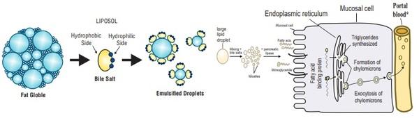 Fat Digestion and Absorption Analysis by Employing Different Kind of Emulsifiers in Broilers - Image 7