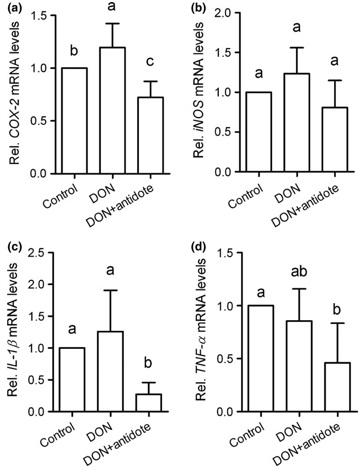 An impact of Deoxynivalenol produced by Fusarium graminearum on broiler chickens - Image 3