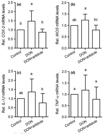 An impact of Deoxynivalenol produced by Fusarium graminearum on broiler chickens - Image 4