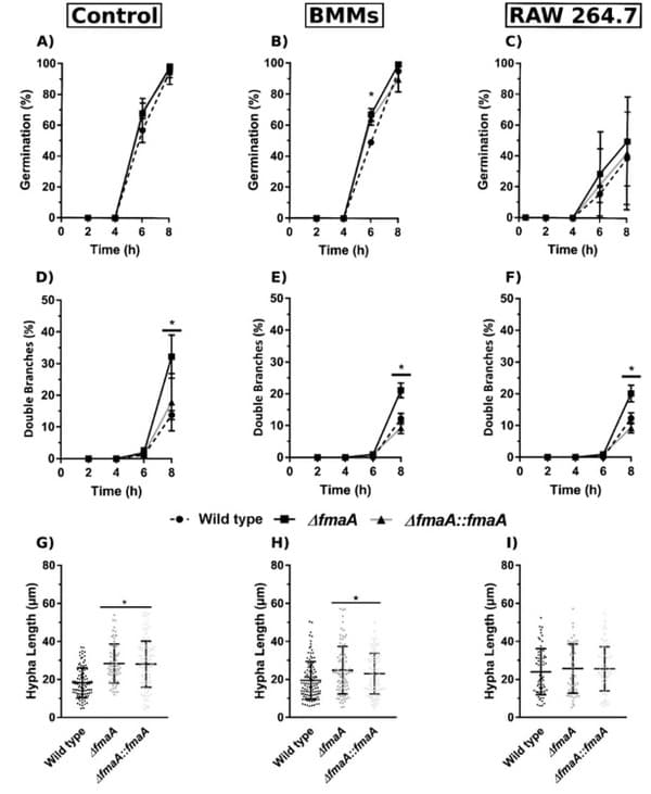 Aspergillus fumigatus Fumagillin Contributes to Host Cell Damage - Image 5