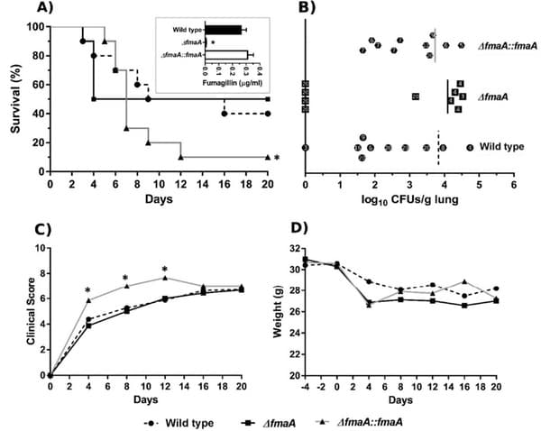 Aspergillus fumigatus Fumagillin Contributes to Host Cell Damage - Image 7