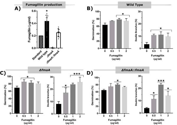 Aspergillus fumigatus Fumagillin Contributes to Host Cell Damage - Image 1