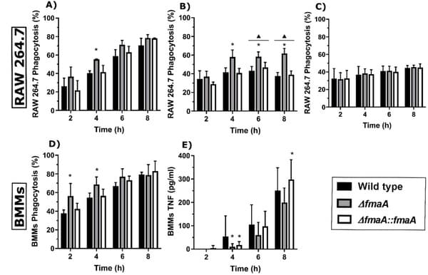 Aspergillus fumigatus Fumagillin Contributes to Host Cell Damage - Image 6