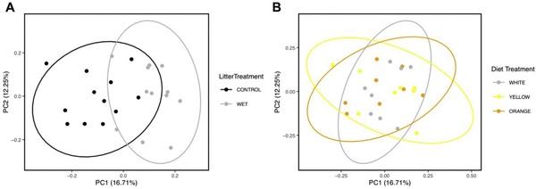 Orange corn diets associated with lower severity of footpad dermatitis in broilers - Image 6