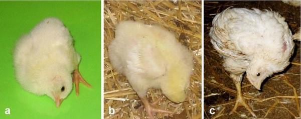 Cervical scoliosis and torticollis: a novel skeletal anomaly in broiler chickens - Image 1