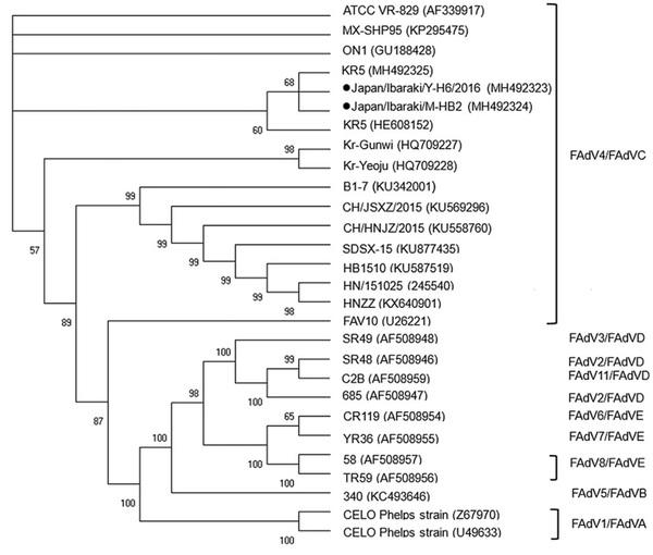 Research Note: Molecular and pathologic characterization of avian adenovirus isolated from the oviducts of laying hens in eastern Japan - Image 5
