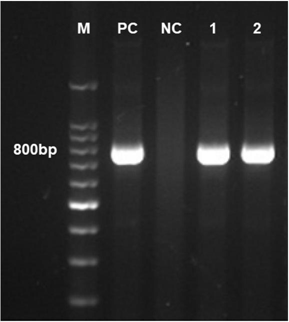 Research Note: Molecular and pathologic characterization of avian adenovirus isolated from the oviducts of laying hens in eastern Japan - Image 3