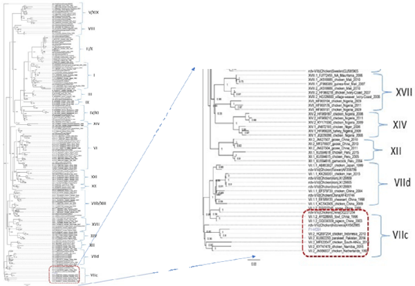 Figure 10: Phylogenetic analysis of the partial NDV Fusion gene (744bp) [MZ087884.1] of 2021 386 outbreak samples from the Goldhunga farm, placing them in genotype VIIc group 