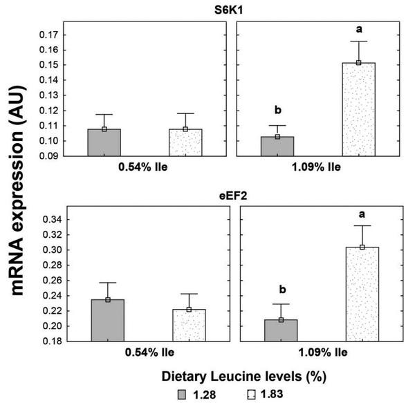 High leucine levels affecting valine and isoleucine recommendations in low-protein diets for broiler chickens - Image 14
