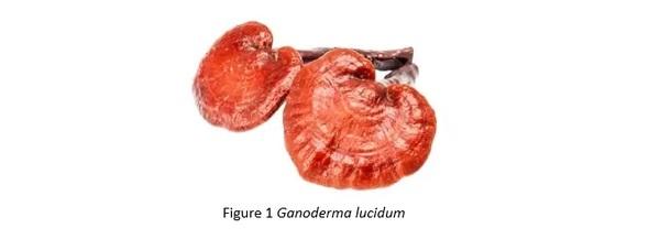 New nutritional solution in heat stress management. < i> Ganoderma lucidum< /i> : An ally to fight heat stress - Image 1