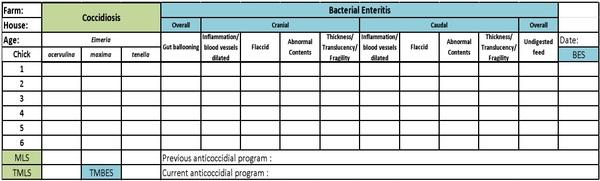 Evaluation of intestinal health in broilers with a macroscopic scoring system for coccidiosis and bacterial enteritis - Image 1