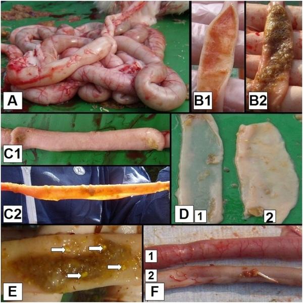 Evaluation of intestinal health in broilers with a macroscopic scoring system for coccidiosis and bacterial enteritis - Image 2