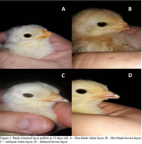 Comparison between infrared and hot-blade beak trimming methods in white and brown pullets: performance, organ and bone development - Image 1