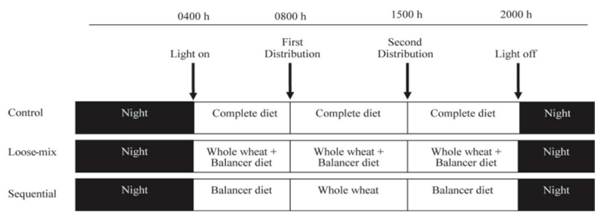 Figure 2 - Feeding and lighting regime from Umar Faruk et al (2010a). Whole wheat made up 50% of the grain portion of the loose-mix and sequentially fed diets