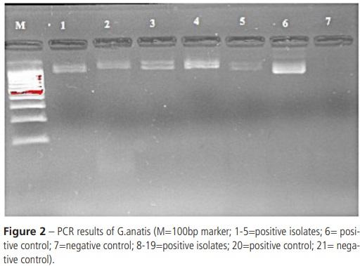 Diagnosis of Gallibacterium Anatis in Layers: First Report in Turkey - Image 5
