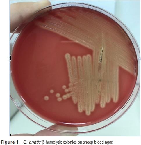 Diagnosis of Gallibacterium Anatis in Layers: First Report in Turkey - Image 3