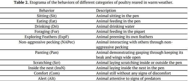 Performance and welfare of different genetic groups of laying hen - Image 3