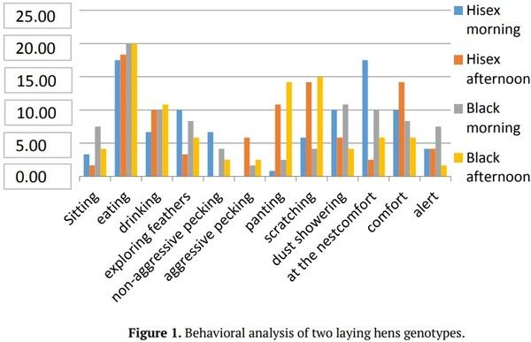 Performance and welfare of different genetic groups of laying hen - Image 6