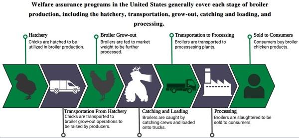 Broiler Welfare Assurance Programs in the United States - Image 2