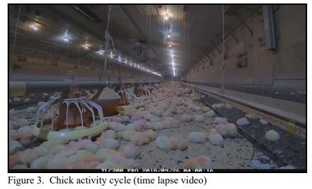 The Cyclic Nature of Chicks - Image 4