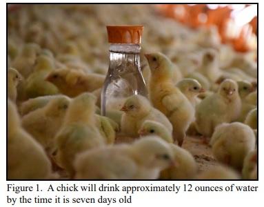 The Importance of Monitoring Chick Water Usage - Image 1