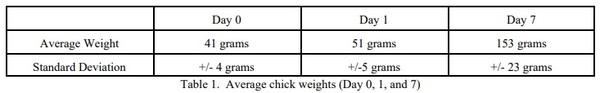 The Importance of Monitoring Chick Water Usage - Image 3