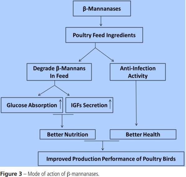 The Role of ß-Mannanase in Improving Poultry Productivity, Health and Environment - Image 3