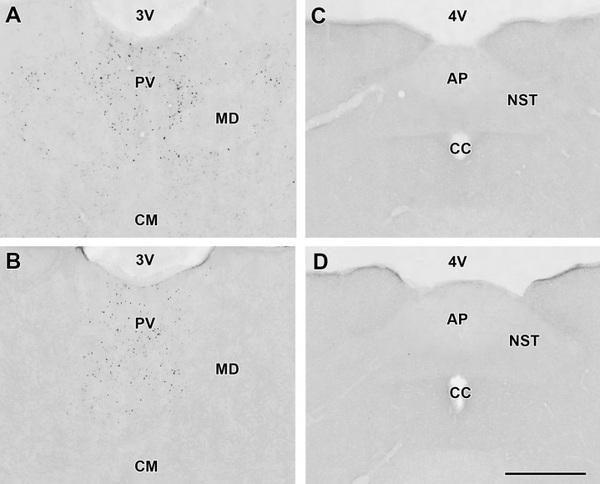 The mycotoxin deoxynivalenol activates GABAergic neurons in the reward system and inhibits feeding and maternal behaviours - Image 5