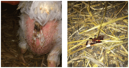 CLINICAL CASE 2: Worsening bird performance and bloody diarrhoea. 