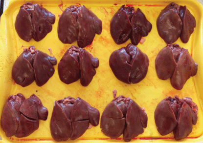 Fig. 1. Organs of the birds from Site 1. 