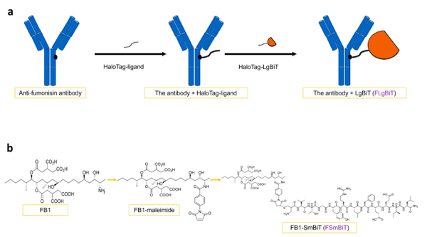 Fig. 2. A schematic presentation of two key conjugants. (a) Conjugation of the anti-fumonisin antibody with the large subunit of NanoLuc enzyme. (b) Conjugation of FB1 toxin with the small subunits of NanoLuc enzyme.