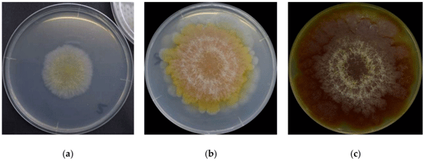 Figure 1. F. graminearum surface colors on its (a) 3rd day, (b) 6th day, and (c) 16th day.