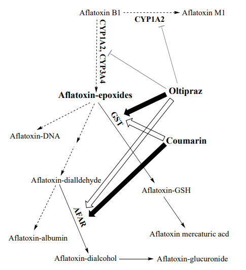 Figure 3. Action of oltipraz and coumarin on the metabolism of aflatoxin B1 against aflatoxin-induced hepatocarcinogenicity. The dominant action of each agent is indicated by a large filled arrow while a lesser inducing effect is indicated by large hallow arrows; T-shaped lines indicate inhibition of the enzymes; dashed arrows indicate reduced rate of the reaction; plain arrows indicate the routes favored by the action of the inducers [127,143]. (For abbreviations, see captions of Figure 2).