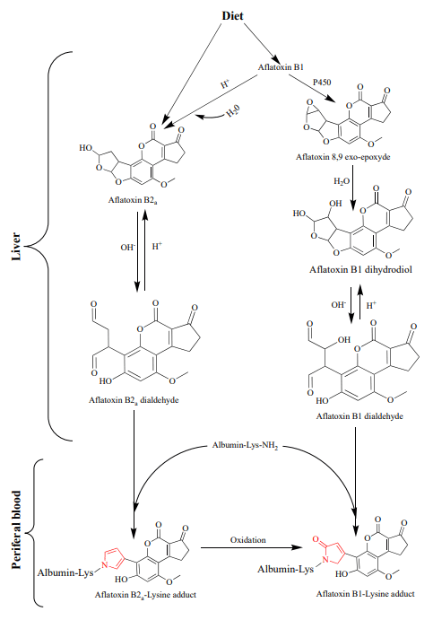 Figure 1. Comparative formation pathways of aflatoxin B1-Lys (lysine) adduct deriving exclusively from aflatoxin B1 (Right) or from aflatoxin B1 and B2a (Left) as precursors. The pyrrole and pyrrolin-2-one rings that characterize aflatoxin B2a- and aflatoxin B1-albumin adducts are drawn in red. Adapted from [116].