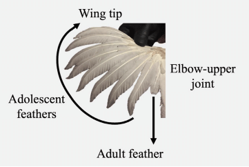 Figure 2. Feathering evaluation, according to feather structure following a proximal-distal sense of change from elbow-upper joint until wing tip.