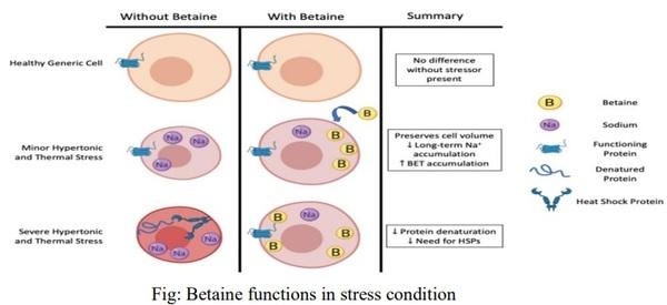 Dietary Betaine Supplementation as a Functional Nutrient in the Least-Cost Feed Formulation - Image 2