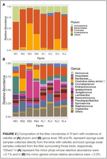 Comprehensive Survey of the Litter Bacterial Communities in Commercial Turkey Farms - Image 3