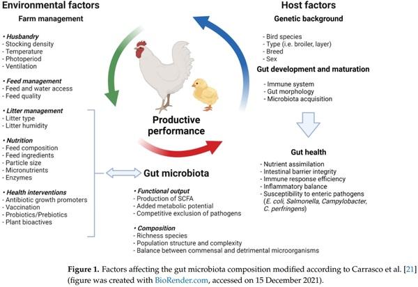 Probiotics, Prebiotics, and Phytogenic Substances for Optimizing Gut Health in Poultry - Image 1