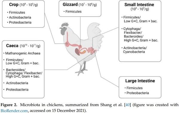 Probiotics, Prebiotics, and Phytogenic Substances for Optimizing Gut Health in Poultry - Image 2