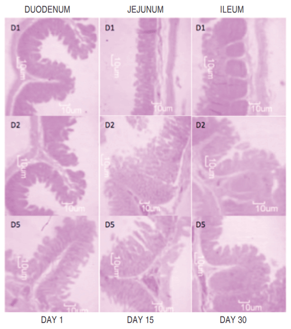 Figure 1. Comparison of intestinal villi (µm) in different intestinal segments of pigs fed experimental diets (D1, D2 and D5) at day 30 after weaning.