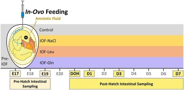 Nutritional stimulation by in-ovo feeding modulates cellular proliferation and differentiation in the small intestinal epithelium of chicks - Image 1