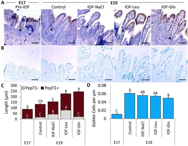 Nutritional stimulation by in-ovo feeding modulates cellular proliferation and differentiation in the small intestinal epithelium of chicks - Image 8