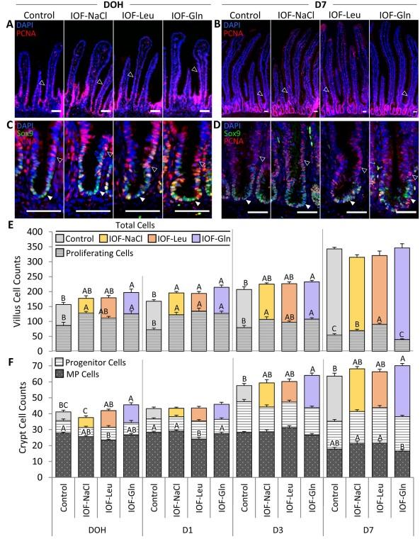 Nutritional stimulation by in-ovo feeding modulates cellular proliferation and differentiation in the small intestinal epithelium of chicks - Image 4