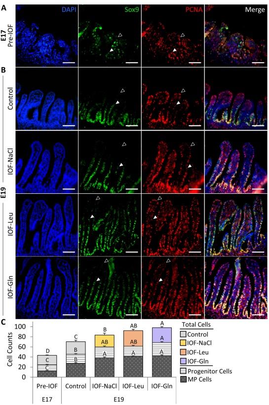 Nutritional stimulation by in-ovo feeding modulates cellular proliferation and differentiation in the small intestinal epithelium of chicks - Image 2