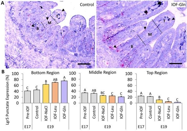 Nutritional stimulation by in-ovo feeding modulates cellular proliferation and differentiation in the small intestinal epithelium of chicks - Image 7