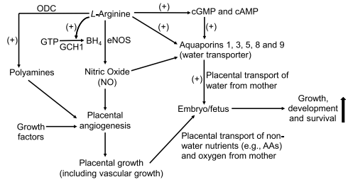 Fig. 2 Proposed mechanisms responsible for benefcial efects of dietary L-arginine supplementation in improving embryonic/fetal growth and survival in gestating swine. L-Arginine stimulates the synthesis of tetrahydrobiopterin [BH4, a required co-factor for nitric oxide (NO) synthase)] from GTP via the GTP cyclohydrolase-I (GCH1) pathway, thereby augmenting NO production by placental tissue. L-Arginine also increases the activity of ornithine decarboxylase (a key enzyme for the synthesis of polyamines). Both NO and polyamines, as well as growth factors (such as placental growth factor, vascular endothelial growth factor A120, and vascular endothelial growth factor receptors 1 and 2) promote placental angiogenesis and growth (including vascular growth) to increase rates of transfer of non-water nutrients [including amino acids (AAs)] and oxygen across the placenta from mother to embryo/fetus. In addition, L-arginine elevates the concentrations of both cGMP and cAMP in the placenta to increase the expression of aquaporins (AQPs) to promote the placental transport of water from mother to embryo/fetus. Ultimately, the coordinate actions of L-arginine result in improvements in the growth and survival of embryos/fetuses