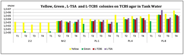 Fig 5: Vibrio-measured TSA and TCBS media in the water tank of each treatment, i.e., T-1, T-2, T-3, and T-4. The results of sampling each tank at four stages, zoea 2, mysis 2, and postlarvae 1, 4 and 8, are described in yellow (non-pathogenic) and green (pathogenic), and total bacteria counts on TSA agar and total Vibrio counts on TCBS agar were measured.
