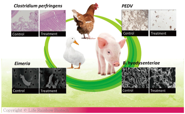 Figure 1. Beneficial effects of Bacillus species-derived cyclolipopeptides on animal diseases (images are adapted from Horng et al., AMB Express, 2019, 9:188; Yu et al., Animals, 2021, 11:3576, Peng et al., AMB Express, 2019,9:191).