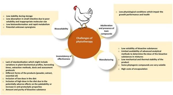 Restoring healthy gut microbiome in poultry using alternative feed additives with particular attention to phytogenic substances: Challenges and prospects - Image 5